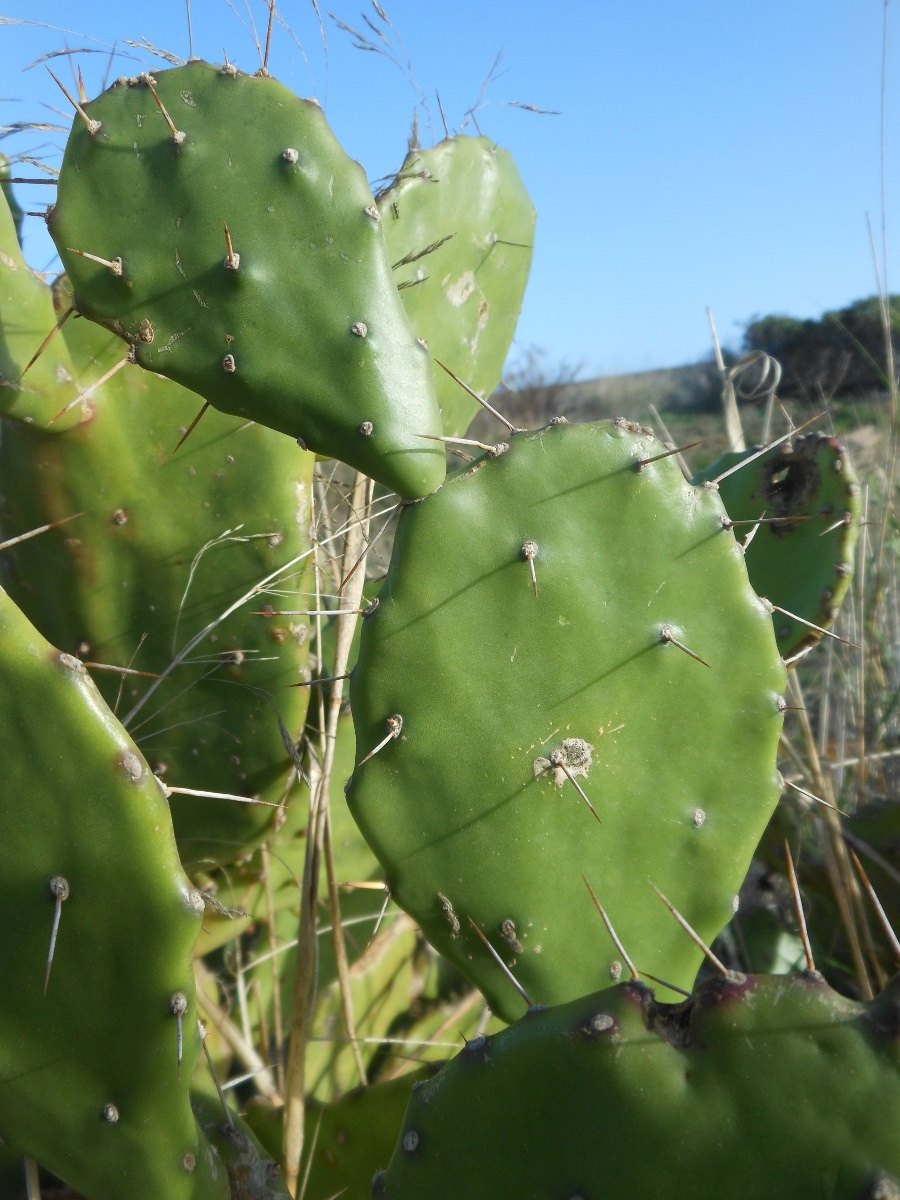 Opuntia monacantha / Fico d''India monospina